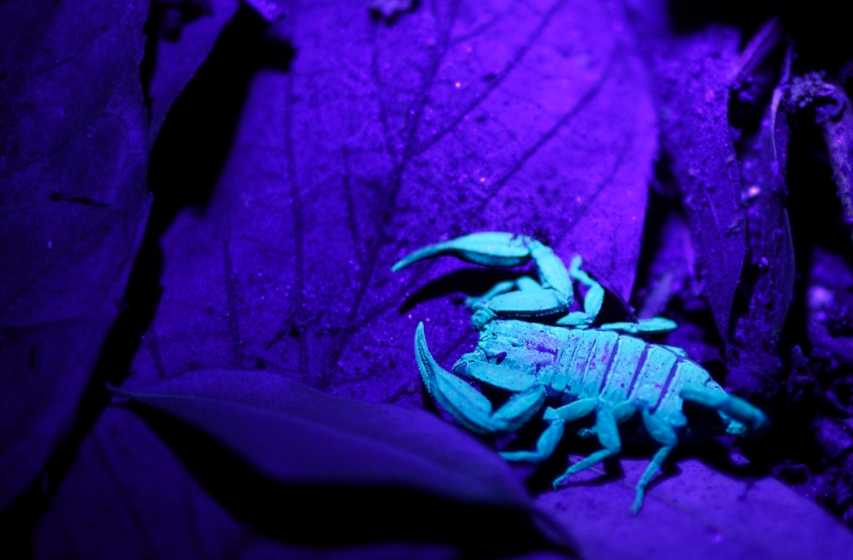 What is the difference between 365nm and 395nm UV flashlights ...